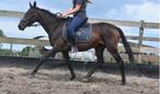 Brave, nuchtere, lieve 6 jarige merrie, Merrie, Minder dan 160 cm, Gechipt, Zadelmak