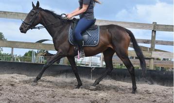 Brave, nuchtere, lieve 6 jarige merrie beschikbaar voor biedingen