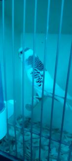 Te koop grasparkieten, Dieren en Toebehoren, Vogels | Parkieten en Papegaaien, Meerdere dieren, Parkiet