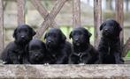 Lieve Friese Stabij x Golden Retriever pups uit stamboomlijn, Nederland, Overige rassen, 8 tot 15 weken, CDV (hondenziekte)