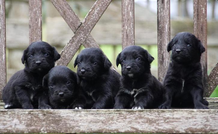 Lieve Friese Stabij x Golden Retriever pups uit stamboomlijn, Dieren en Toebehoren, Honden | Setters en Staande honden, Meerdere dieren