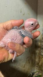 Roestkop caique, Dieren en Toebehoren, Geslacht onbekend, Papegaai, Geringd