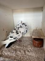 Gaditano.s en bastaard jonge, Dieren en Toebehoren, Vogels | Duiven, Meerdere dieren, Kropper