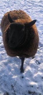 Gezocht fleslammeren, fleslam, leblam,, paplam., Meerdere dieren, Schaap