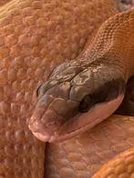 Elaphe Taeniura Rideyi  Trio, Dieren en Toebehoren, Reptielen en Amfibieën, Slang, Tam, 3 tot 6 jaar