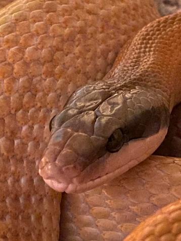 Elaphe Taeniura Rideyi  Trio beschikbaar voor biedingen