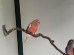 Vogel oppas / logeeradres aangeboden, Dieren en Toebehoren, Meerdere dieren, Parkiet