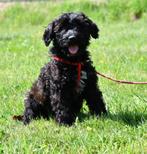 Super stoeren Austarlian Labradoodle pups uit geteste ouders, Dieren en Toebehoren, Honden | Retrievers, Spaniëls en Waterhonden
