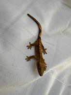 Prachtige wimpergekko 100% het axanthic te koop!, Dieren en Toebehoren, Reptielen en Amfibieën, Hagedis, Tam, 0 tot 2 jaar