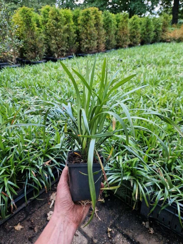 Liriope muscari 'Ingwersen' - Leliegras, Tuin en Terras, Planten | Tuinplanten, Vaste plant, Bodembedekkers, Halfschaduw, Zomer