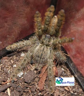 Heteroscodra maculata beschikbaar voor biedingen