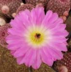 Cactus Echinocereus Rigidissimus Rubispinus - Rainbow Cactus, Ophalen of Verzenden, Minder dan 100 cm, Bloeiende kamerplant, Volle zon