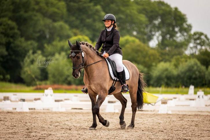Super lief alround E pony te koop, Dieren en Toebehoren, Paarden, Ruin, L, Minder dan 160 cm, 7 tot 10 jaar, Recreatiepaard, Met stamboom