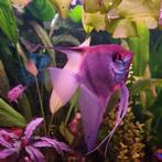 Maanvis Pterophyllum scalare, Vis, Zoetwatervis, Schoolvis