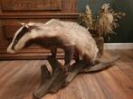 Opgezette das. Dieren taxidermie landelijk wild, Ophalen, Zo goed als nieuw, Wild dier, Opgezet dier