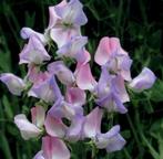 zaden Lathyrus odoratus Fire and ice, Ophalen of Verzenden, Volle zon