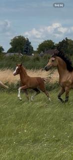 zeer interessant gefokte merrie veulen, Merrie, Recreatiepony, 0 tot 2 jaar