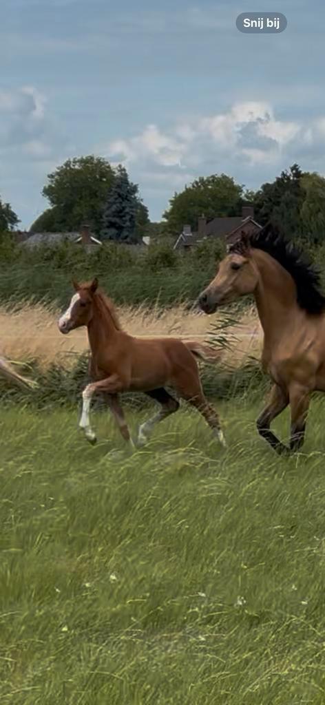 zeer interessant gefokte merrie veulen, Dieren en Toebehoren, Pony's, Merrie, Recreatiepony, 0 tot 2 jaar
