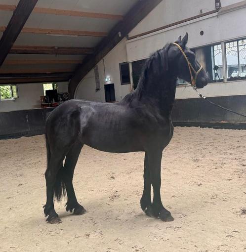 2,5 jarige Friese hengst vol papier (stam Boppelannen), Dieren en Toebehoren, Paarden, Hengst, Onbeleerd, 160 tot 165 cm, 3 tot 6 jaar