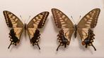 Papilio hippocrates koppel, Ophalen of Verzenden, Beeldje of Figuurtje