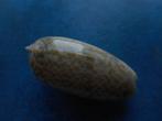 Schelpen: Oliva tricolor Lam. gem 51mm, Verzenden, Schelp(en)