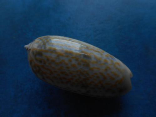 Schelpen: Oliva tricolor Lam. gem 51mm, Verzamelen, Mineralen en Fossielen, Schelp(en), Verzenden