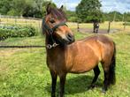 pony, Dieren en Toebehoren, Pony's, Merrie, A pony (tot 1.17m), 3 tot 6 jaar, Onbeleerd