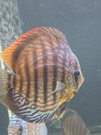 discusvissen, Dieren en Toebehoren, Vissen | Aquariumvissen, Vis, Zoetwatervis