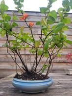 Chaenomeles bonsai, Minder dan 100 cm, Overige soorten, Ophalen of Verzenden