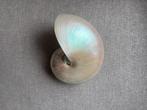 Nautilus schelp 15cm, Verzamelen, Ophalen of Verzenden, Schelp(en)