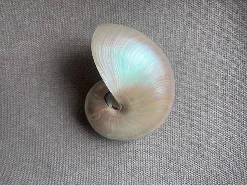 Nautilus schelp 15cm, Verzamelen, Mineralen en Fossielen, Schelp(en), Ophalen of Verzenden