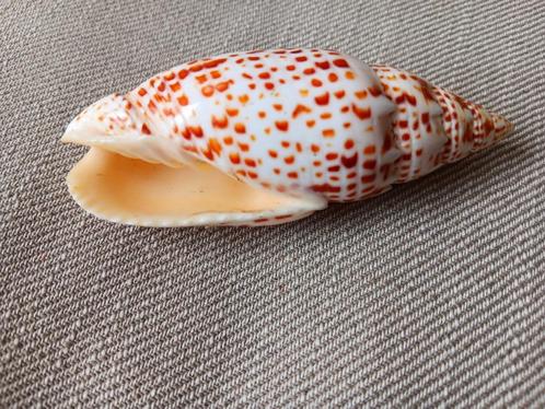 Mitra Papalis Schelp / Pauselijke Mijter, Verzamelen, Mineralen en Fossielen, Schelp(en), Ophalen of Verzenden