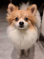 Pomeranian pups wit, Dieren en Toebehoren, Honden | Poolhonden, Keeshonden en Oertypen, Keeshond, 8 tot 15 weken, Teef, Meerdere