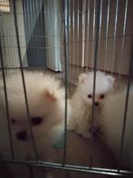 Pomreaan, Dieren en Toebehoren, Honden | Chihuahua's en Gezelschapshonden, Meerdere, Nederland, Particulier, Reu