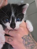 Nieuw nestje, Dieren en Toebehoren, Katten en Kittens | Raskatten | Korthaar, Poes, Ontwormd, 0 tot 2 jaar