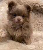 Prachtige lilac pomchi pup, Dieren en Toebehoren, Honden | Chihuahua's en Gezelschapshonden, Rabiës (hondsdolheid), Reu, 8 tot 15 weken