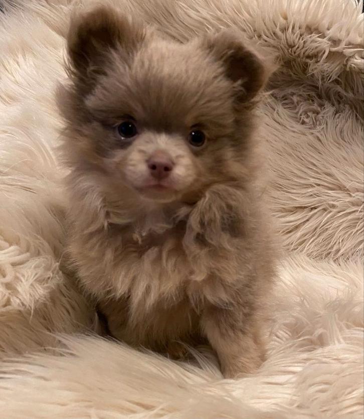 Prachtige lilac pomchi pup, Dieren en Toebehoren, Honden | Chihuahua's en Gezelschapshonden, Reu, Chihuahua, Particulier, Eén hond