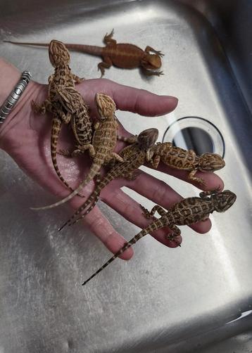 Prachtige jonge Baardagamen. beschikbaar voor biedingen