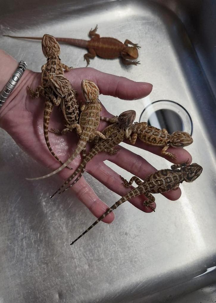 Prachtige jonge Baardagamen., Dieren en Toebehoren, Reptielen en Amfibieën, 0 tot 2 jaar