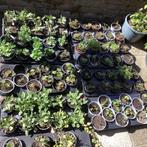 Diverse plantjes te koop, Tuin en Terras, Ophalen, Zomer, Overige soorten, Volle zon