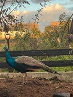 2x blauwe pauw haan, Dieren en Toebehoren, Pluimvee, Mannelijk, Overige soorten