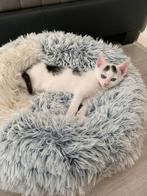 3 kittens, mogen direct weg.
