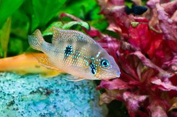 Eigen kweek van THORICHTHYS ELLIOTI S/M beschikbaar voor biedingen