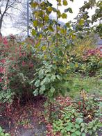 Hazelaar boom, Ophalen, Overige soorten, 100 tot 250 cm
