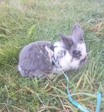 Te koop Ram Konijn, Dieren en Toebehoren, Konijnen, Mannelijk, Middelgroot, 3 tot 5 jaar