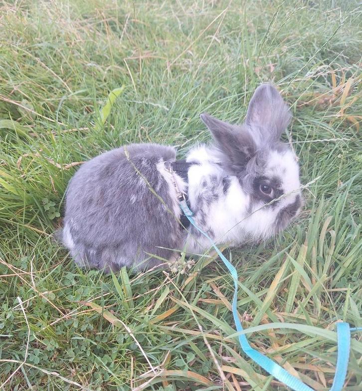 Te koop Ram Konijn, Dieren en Toebehoren, Konijnen, Middelgroot, Mannelijk, 3 tot 5 jaar