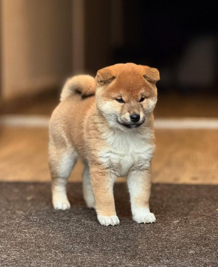 Shiba inu puppies !, Dieren en Toebehoren, Honden | Poolhonden, Keeshonden en Oertypen, Meerdere dieren, Fokker | Professioneel
