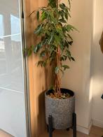 Ronde pot op potten, Ophalen, Minder dan 30 cm, Minder dan 60 cm, Rond