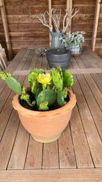 Opuntia humifisa winterharde cactus, Ophalen, Zomer, Overige soorten, Volle zon