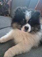 Pomperiaan pup/dwergkees te koop, Dieren en Toebehoren, Keeshond, Reu, 8 tot 15 weken, Eén hond